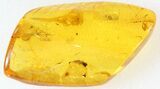 Unidentified Fossil Insect In Baltic Amber #45180-2